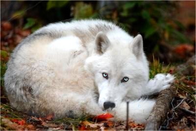 loup